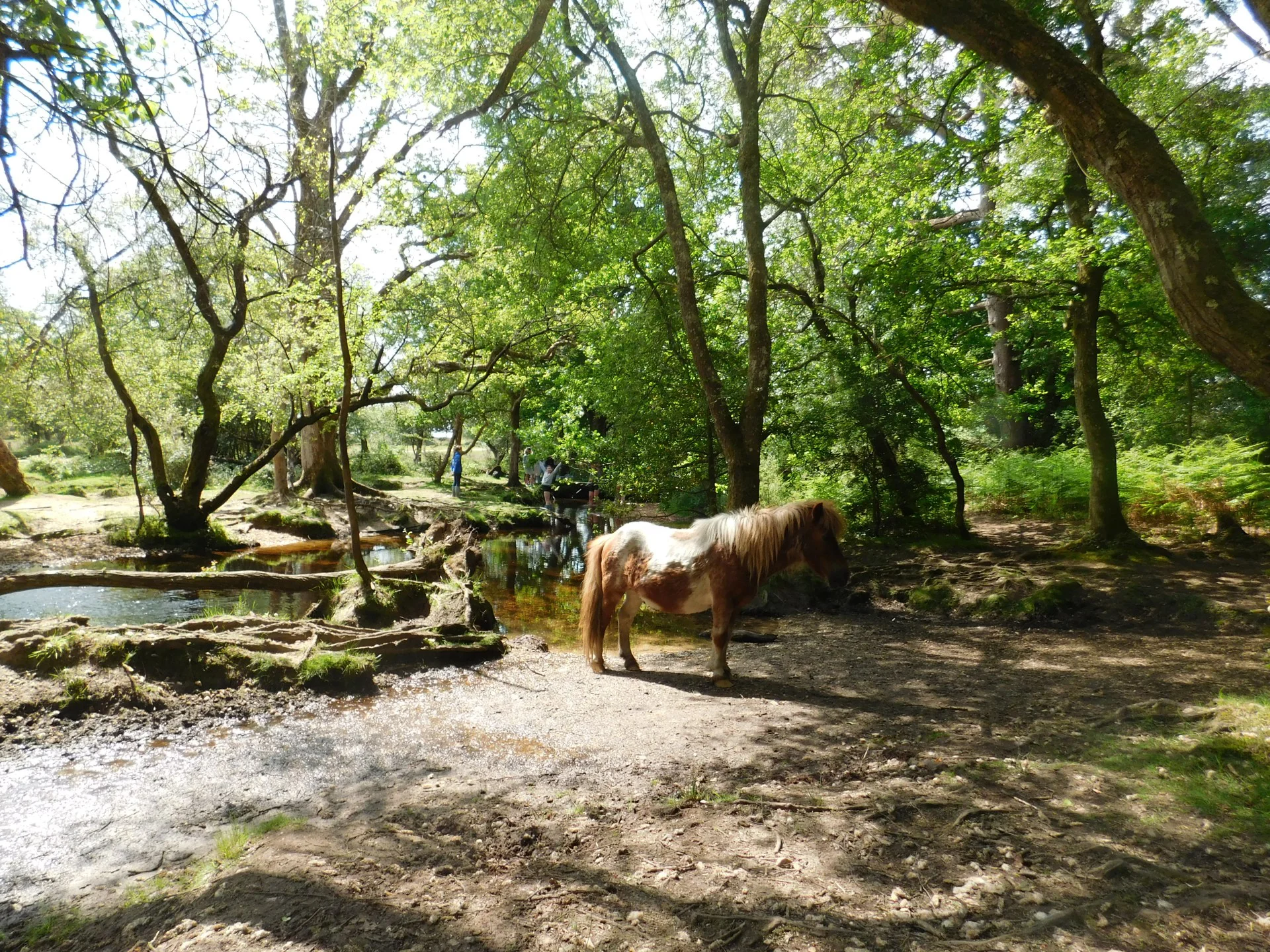 New Forest 5