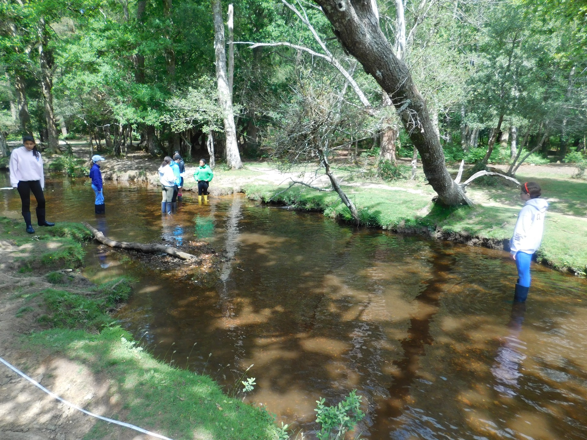 New Forest 6