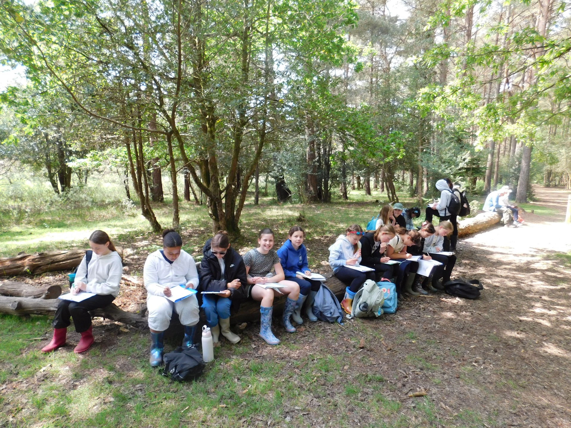 New Forest 3
