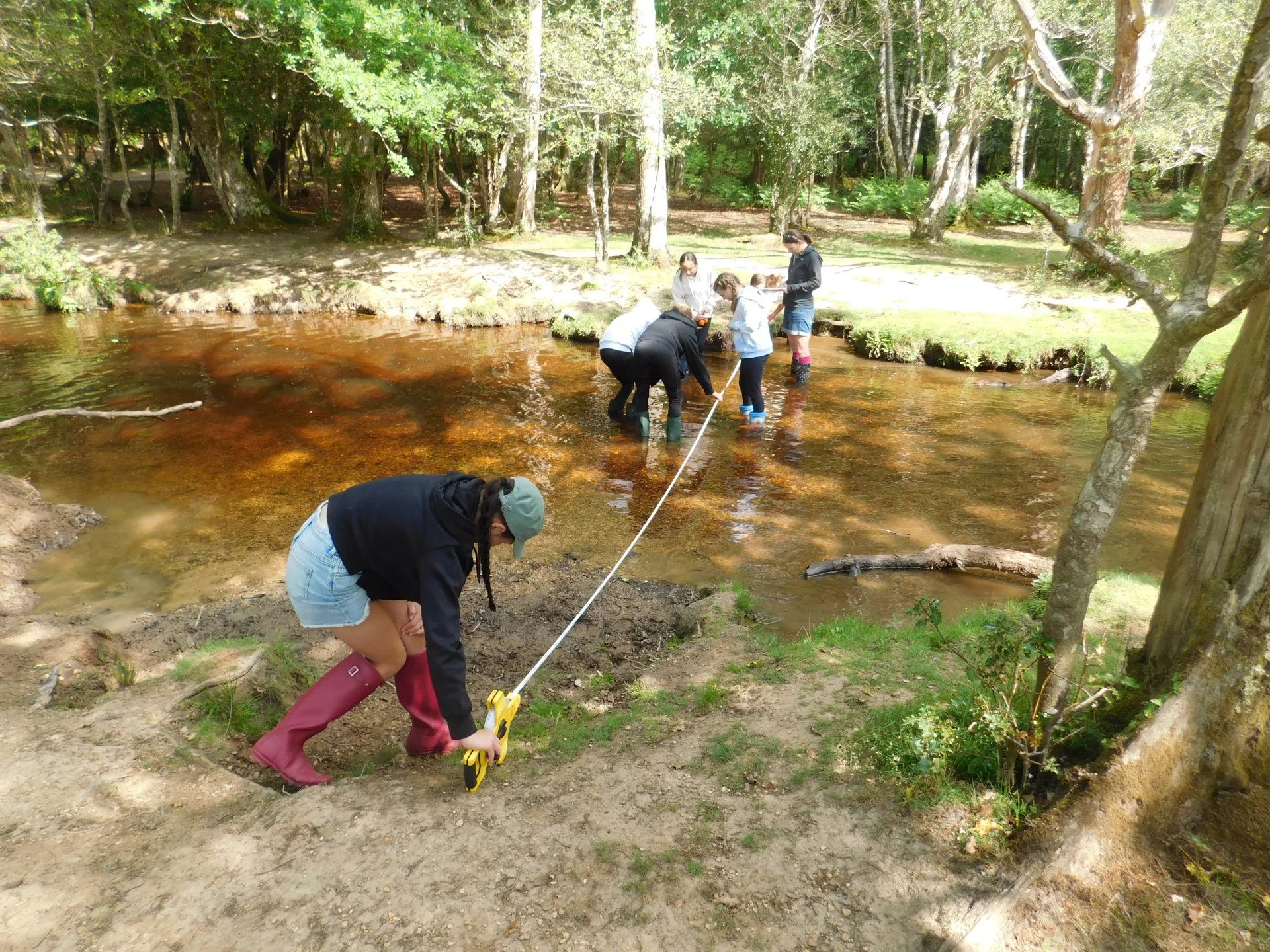 New Forest 2